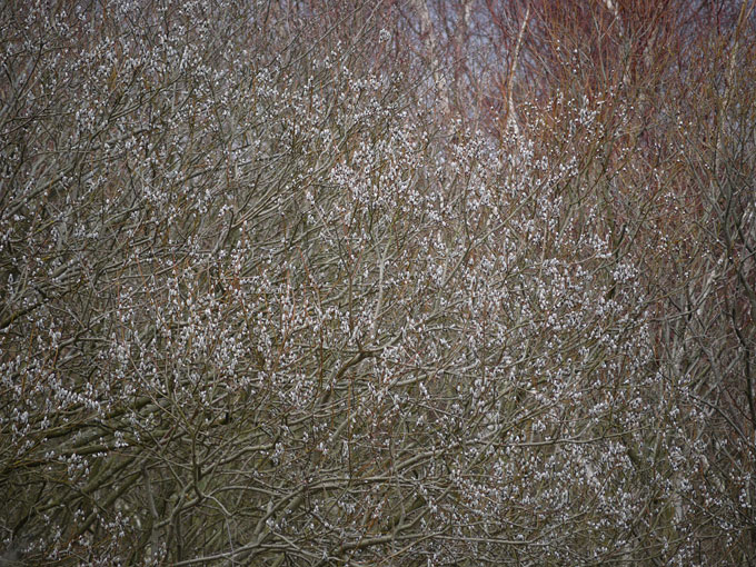 birch & willow 11.jpg